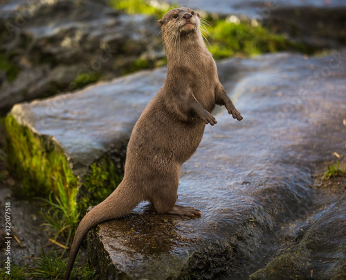 Majestic photograph of a wild otter on a rock doing strange movements with one foot or paw up in the air doing flips and stretches next to the water after going for a swim and shaking the water off