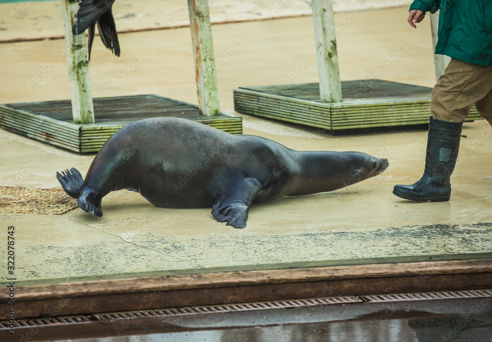 Fototapeta premium Blackpool, England, 28/01/2020 two Sea Lions performing a show in the zoo behind a glass wall with their trainer talking to the aquatic animals and leading them through all their tricks and skills
