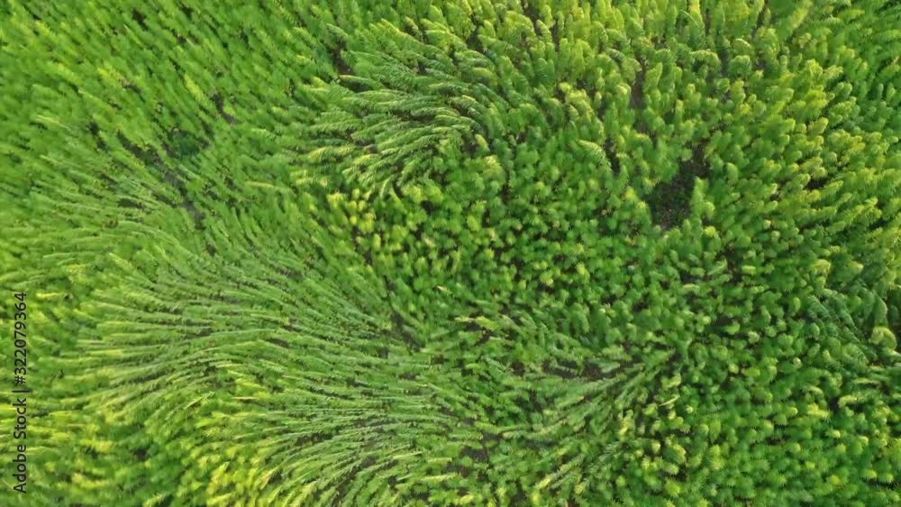 Trippy aerial view of beautiful marijuana CBD hemp field affected by wind Trippy aerial view of beautiful marijuana CBD hemp field affected by wind