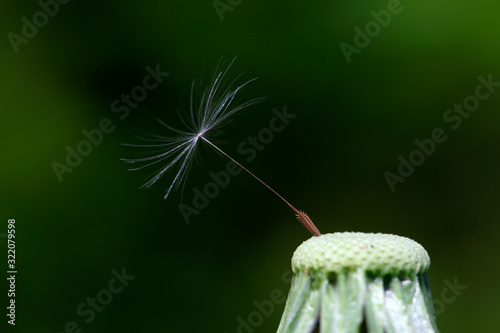 Dandelion in the wild