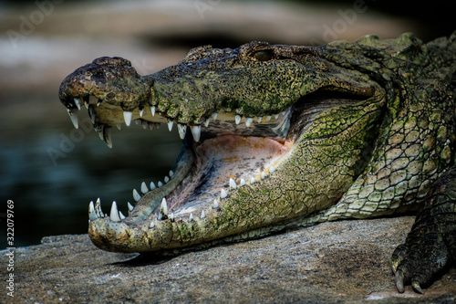 Crocodile  © Varanasi Sri Aditya 