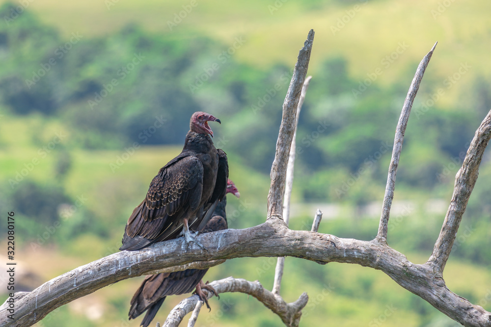 Turkey Vulture in flight. Turkey Vulture Cathartes aura, in flight, Dominican Republic. Turkey Vulture in flight. Turkey Vulture Cathartes aura, in flight, Dominican Republic.