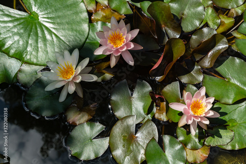 Play of light and water with three amazing bright pink water lilies or lotus flowers Marliacea Rosea in old pond. Summer flower Nympheas landscape, fresh wallpaper and nature background concept photo