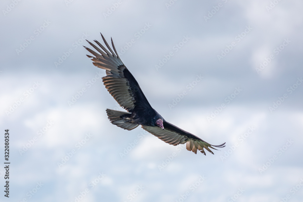 Fototapeta premium Turkey Vulture in flight. Turkey Vulture Cathartes aura, in flight, Dominican Republic.