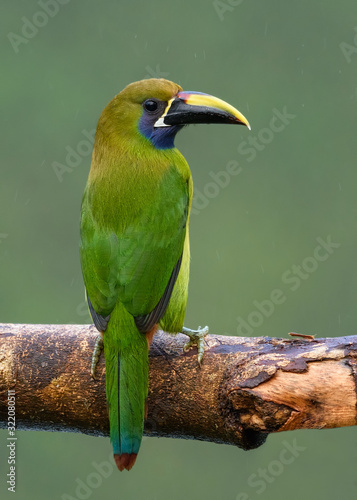 Emerald Toucanet perched on branch in a rainy day. Costa Rica forest.	