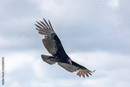 Turkey Vulture in flight. Turkey Vulture Cathartes aura, in flight, Dominican Republic. © Armensl