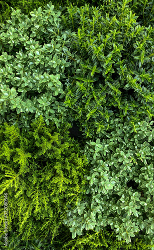 Green plants closely packed seen from above creating a green carpet in various shades of green
