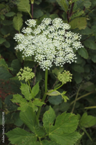Meisterwurz, Peucedanum ostruthium