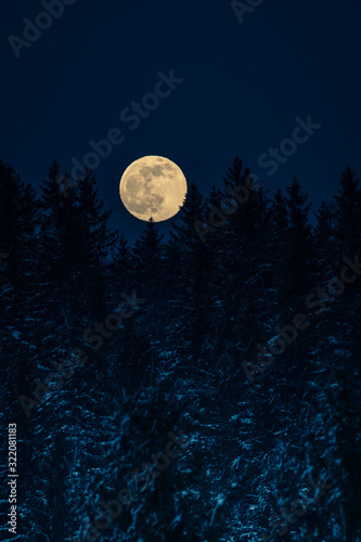 księżyc w pełni za lasem photo