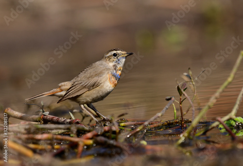 Blue throat (Luscinia svecica) Beautiful chubby brown bird