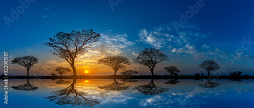 Panorama silhouette tree in africa with sunset.Tree silhouetted against a setting sun reflection on water.Typical african cool light sunset with acacia trees in Masai Mara, Kenya. photo