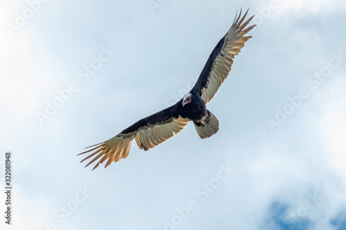 Turkey Vulture in flight. Turkey Vulture Cathartes aura  in flight  Dominican Republic.