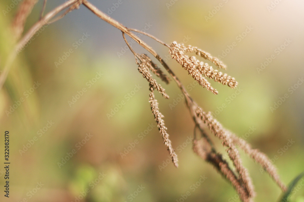 Beautiful Dry Wild flowers grass in natural sunlight on the valley mountain Beautiful Dry Wild flowers grass in natural sunlight on the valley mountain