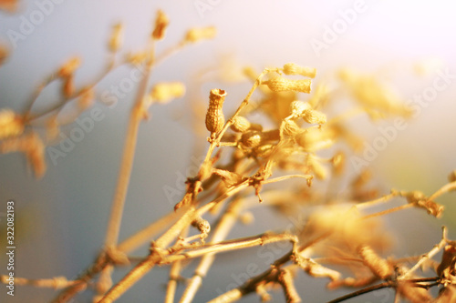 Beautiful Dry Wild flowers grass in natural sunlight on the valley mountain © cocorattanakorn