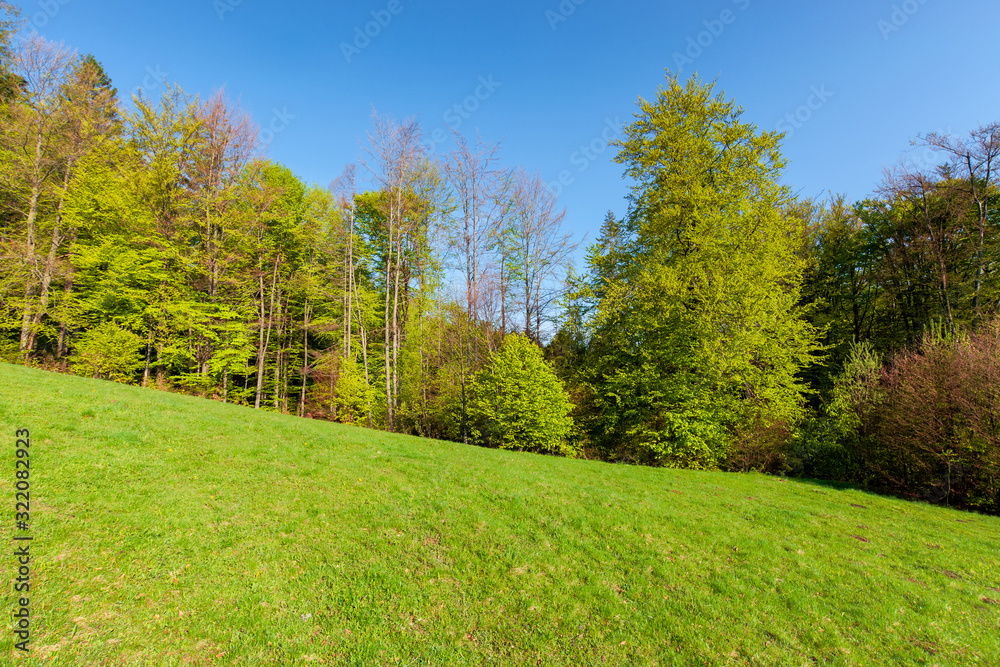 forest on the hill in spring. beautiful nature scenery on a sunny day. meadow in fresh green grass