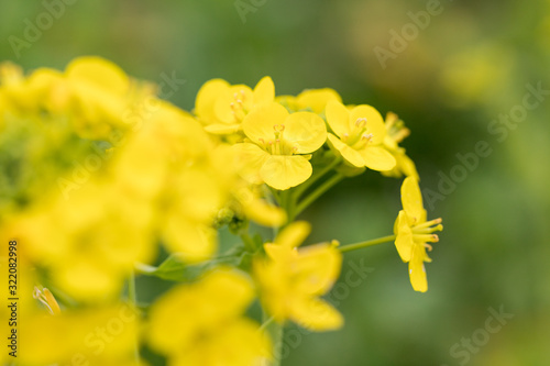 鴨川市の菜の花畑 千葉県鴨川市 日本