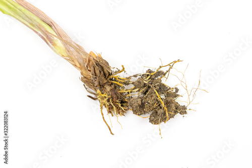 Lemongrass Root isolated on white background, Lemongrass is herb and food ingredient.