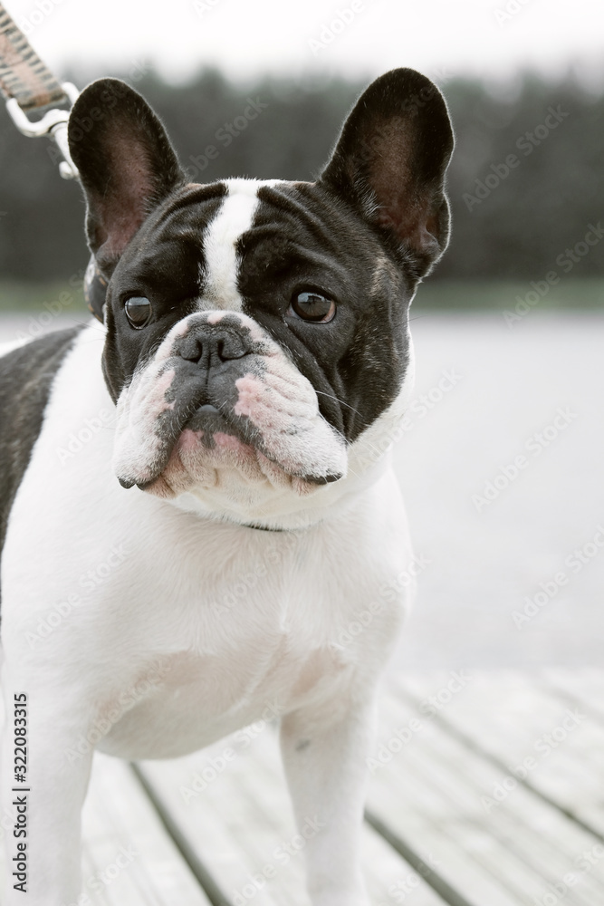 Fototapeta premium A pied colored French bulldog dog walks in nature near the pier. Close-up portrait of a french bulldog. Little dog spend a day at the park playing and having fun. Concept of pets love. Pampered pet