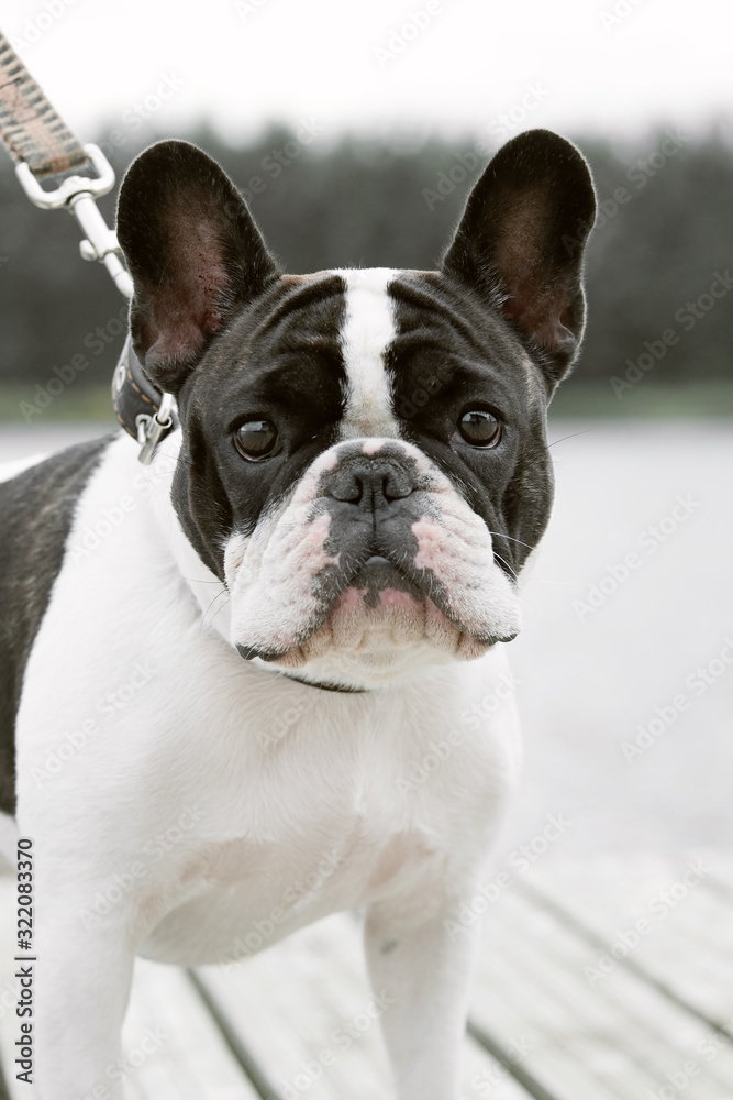 A pied colored French bulldog dog walks in nature near the pier. Close-up portrait of a french bulldog. Little dog spend a day at the park playing and having fun. Concept of pets love. Pampered pet