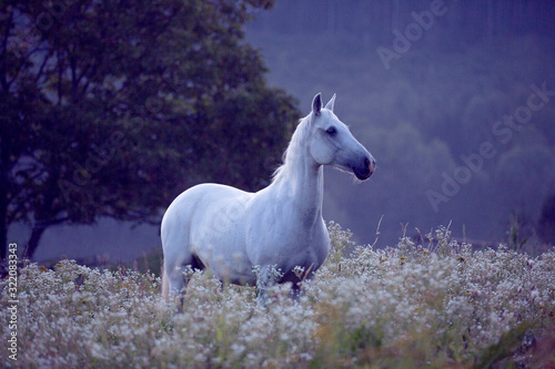 White pony portrait in high grass before sunrise in blue hour 