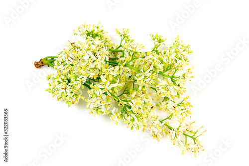 Neem flower isolated on white background.