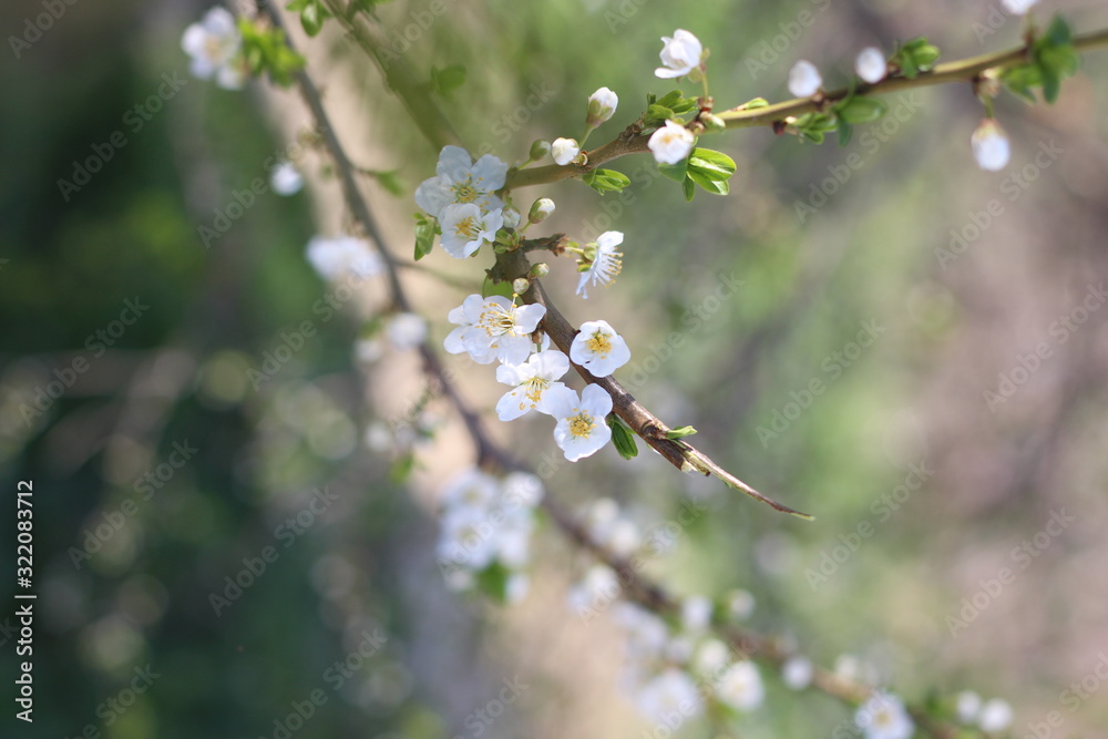Blooming cherry branches against the blue sky on a sunny day Blooming cherry branches against the blue sky on a sunny day