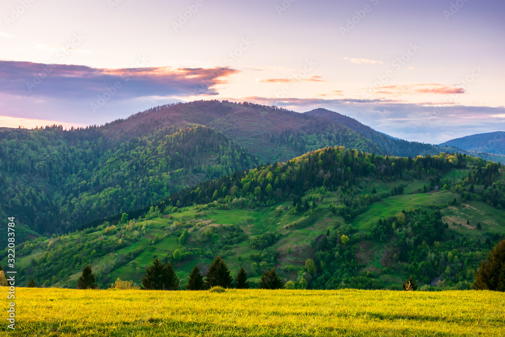 rural landscape in mountains at dusk. amazing view of carpathian countryside with fields and trees on rolling hills. glowing purple clouds on the sky. calm weather in springtime