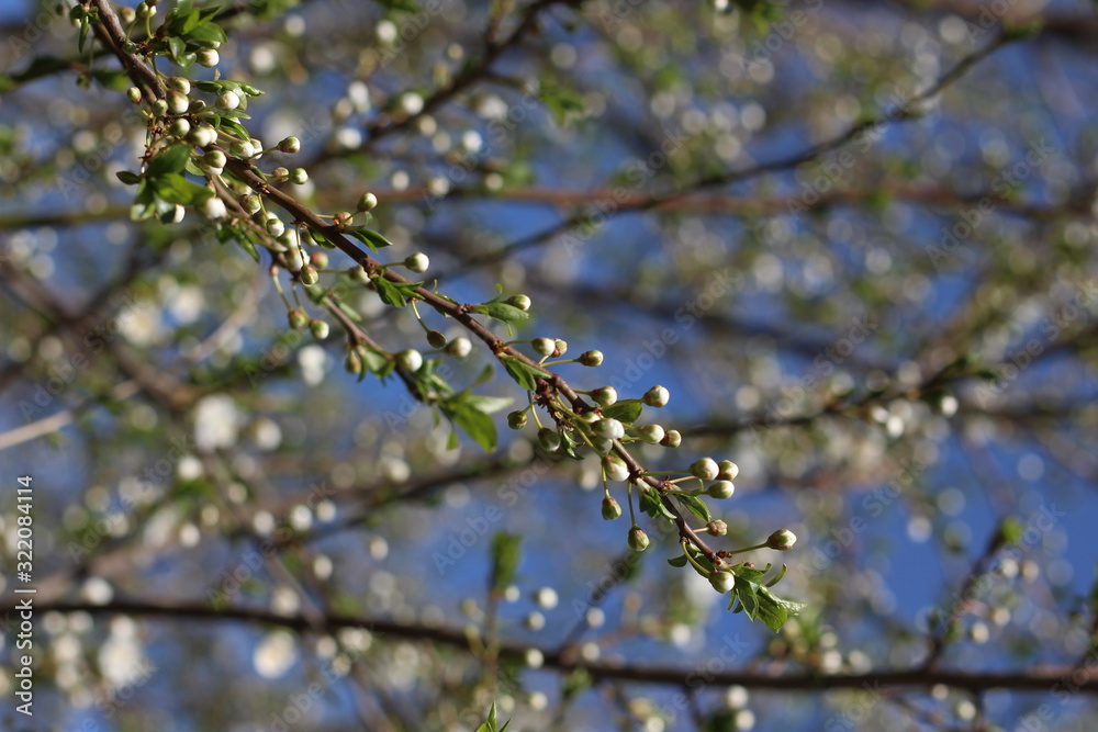Blooming cherry branches against the blue sky on a sunny day Blooming cherry branches against the blue sky on a sunny day