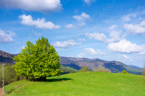 beech tree on the grassy meadow in springtime. wonderful mountainous scenery on a sunny but windy day. gorgeous cloudscape beneath azure sky. ridge in the distance. beauty of carpathian nature