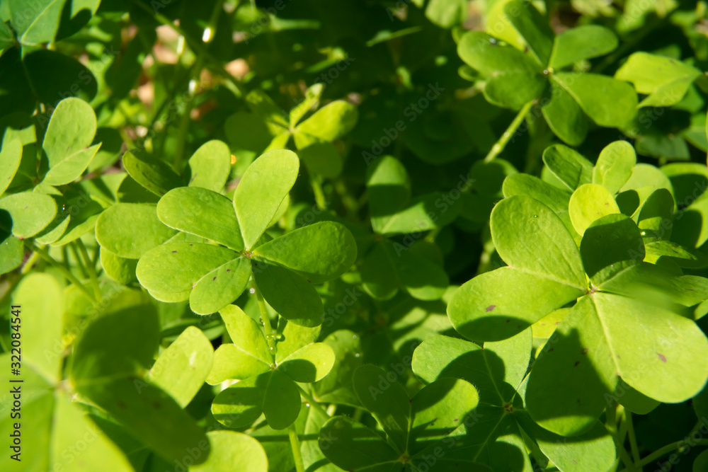 St. Patrick's Day green shamrocks St. Patrick's Day green shamrocks