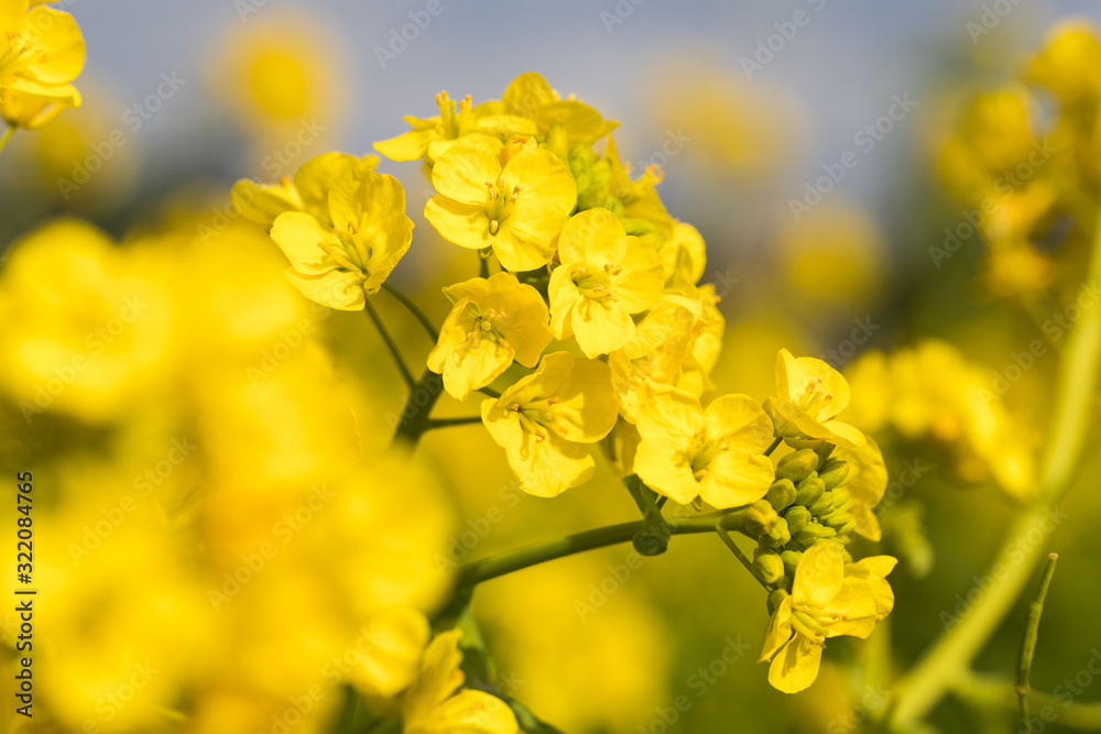 鴨川市の菜の花畑　千葉県鴨川市　日本