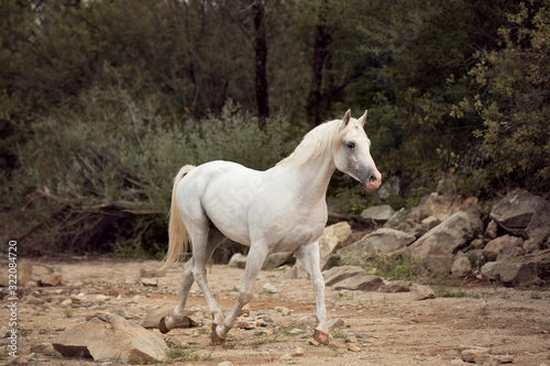 Beautiful white Arabian horse trotting on beach with rocks and forest on background  © Helga