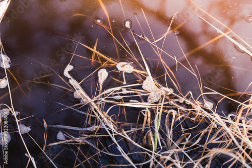 Spring dry grass fallen into the river.