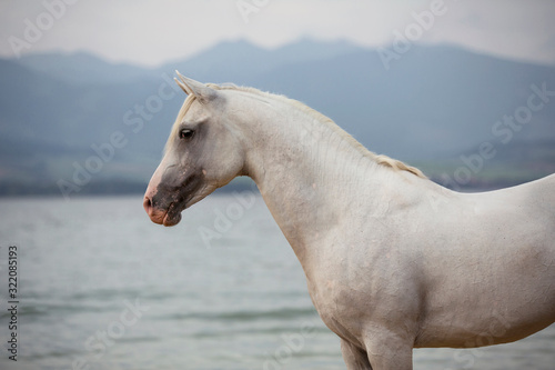 beautiful white Arabian horse portrait on blue lake background with mountains 