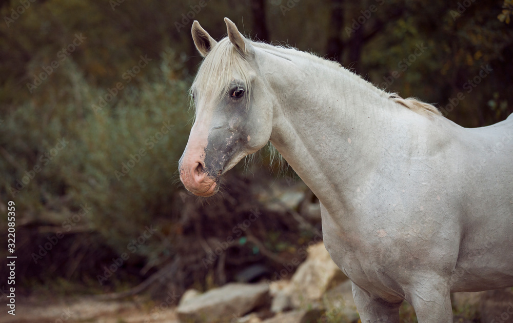 beautiful white Arabian horse on green background beautiful white Arabian horse on green background