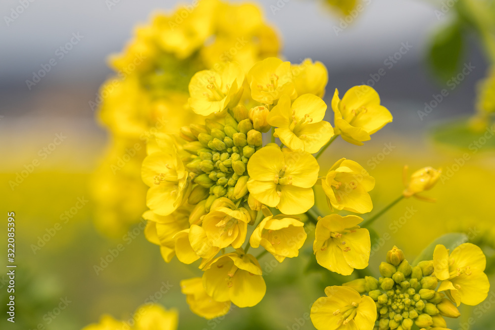 鴨川市の菜の花畑 千葉県鴨川市 日本 鴨川市の菜の花畑 千葉県鴨川市 日本
