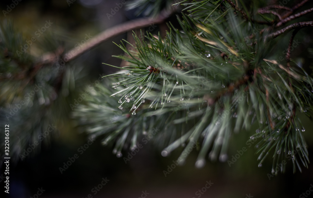 Water droplets on fir needle. Tree on a rainy day. Wet fir needle.