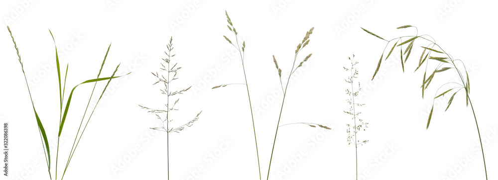 Few stalks, leaves and inflorescences of meadow grass at various angles on white background - obrazy, fototapety, plakaty 