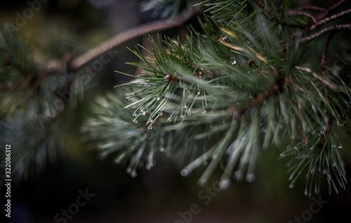 Water droplets on fir needle. Tree on a rainy day. Wet fir needle.