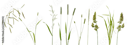 Few stalks and inflorescences of various meadow grass at various angles on white background