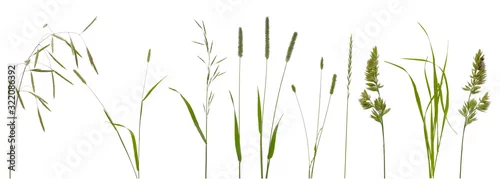 Obraz  z motywem Few stalks and inflorescences of various meadow grass at various angles on white background