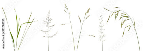 Few stalks, leaves and inflorescences of meadow grass at various angles on white background