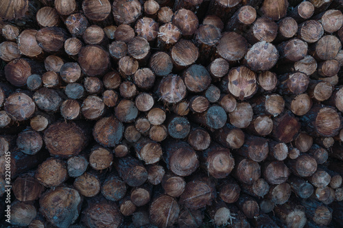 Photograph of set of tree trunks in a forest environment