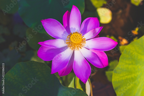 Close up of beautiful lotus flower. Purple lotus in pond. Flower background.