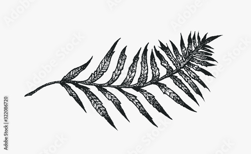 Fern hand drawn ink illustrations set. Two vector fern plants on an isolated background. Clip art elements for graphic design projects, foliage and floral composition for weddings, postcards.