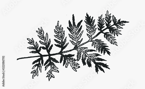 Fern hand drawn ink illustrations set. Two vector fern plants on an isolated background. Clip art elements for graphic design projects, foliage and floral composition for weddings, postcards.