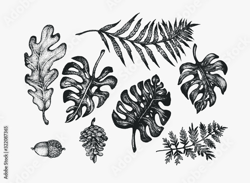 Hand drawn botanical forest composition ink illustrations  in stippling technique. isolated vector clip art collection for graphic design projects, postcards, invitation decorative elements.