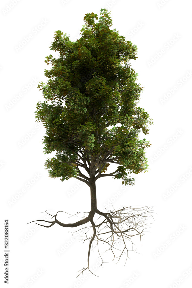 beautiful leafy tree with roots (isolated on a white background) - obrazy, fototapety, plakaty 