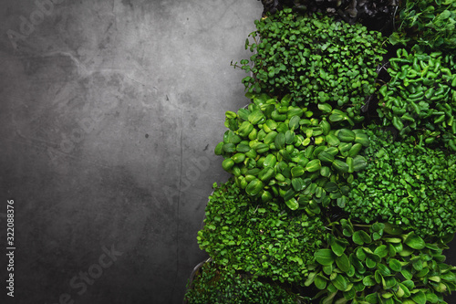 mix of microgreens containers on black stone background with copy space photo