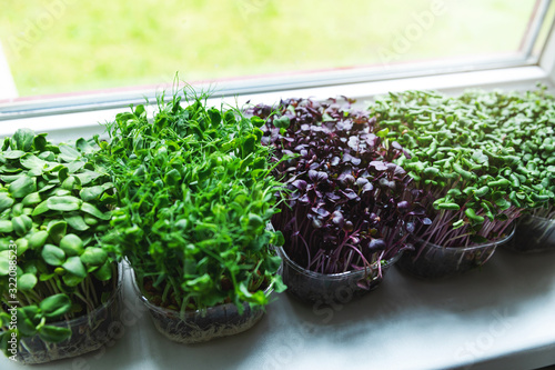 Foto kitchen garden - microgreens growing on windowsill